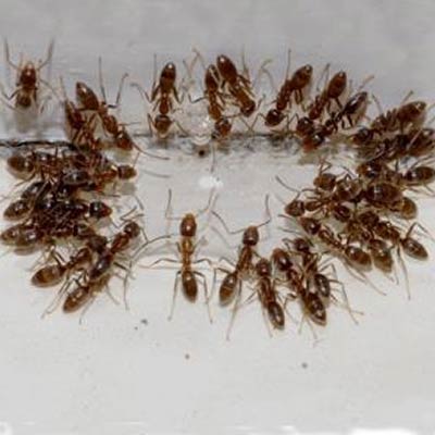 Ant Control