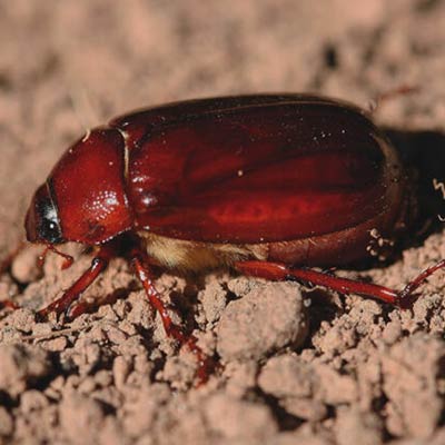Beetle Control