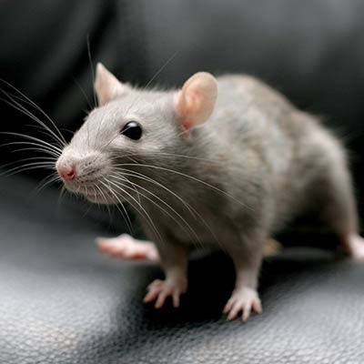 Rat Control