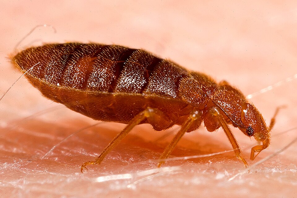 Bed Bug Control
