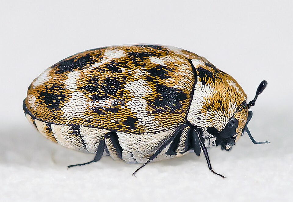 Carpet Beetle Control