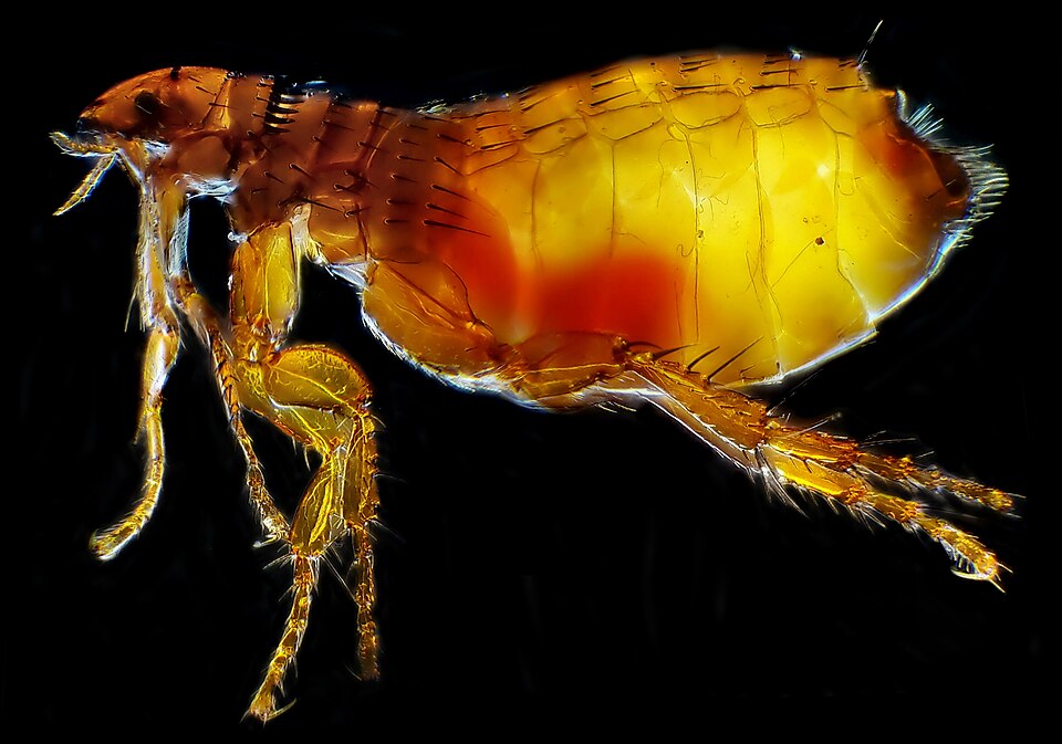 Flea Control