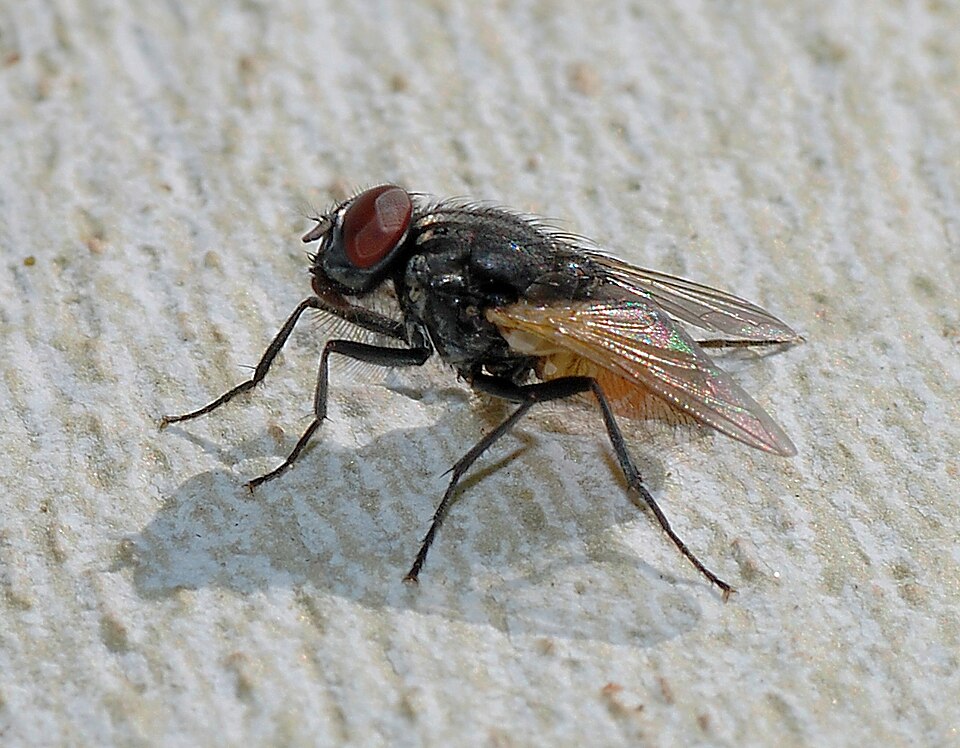 Fly Control