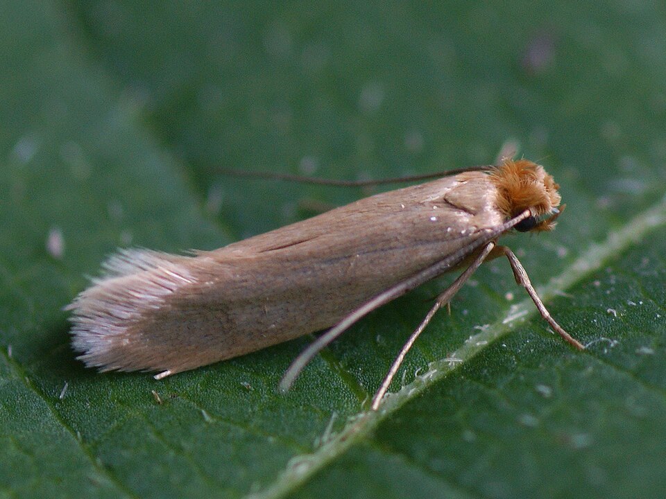 Moth Control