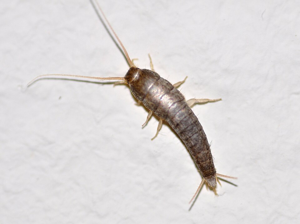 Silverfish Control