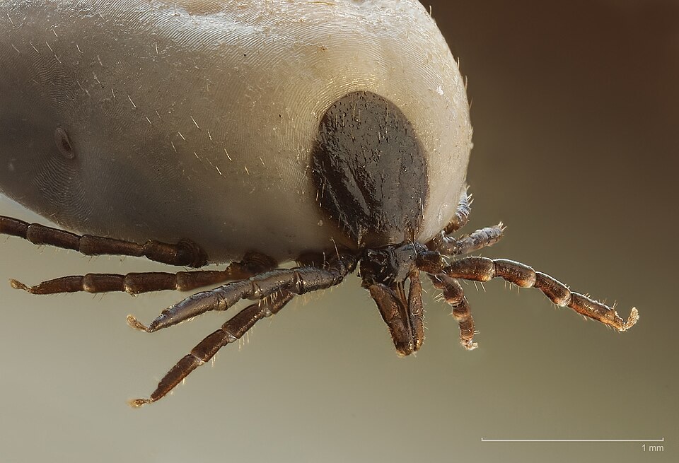 Tick Control
