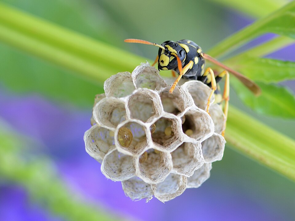 Wasp Nest Removal