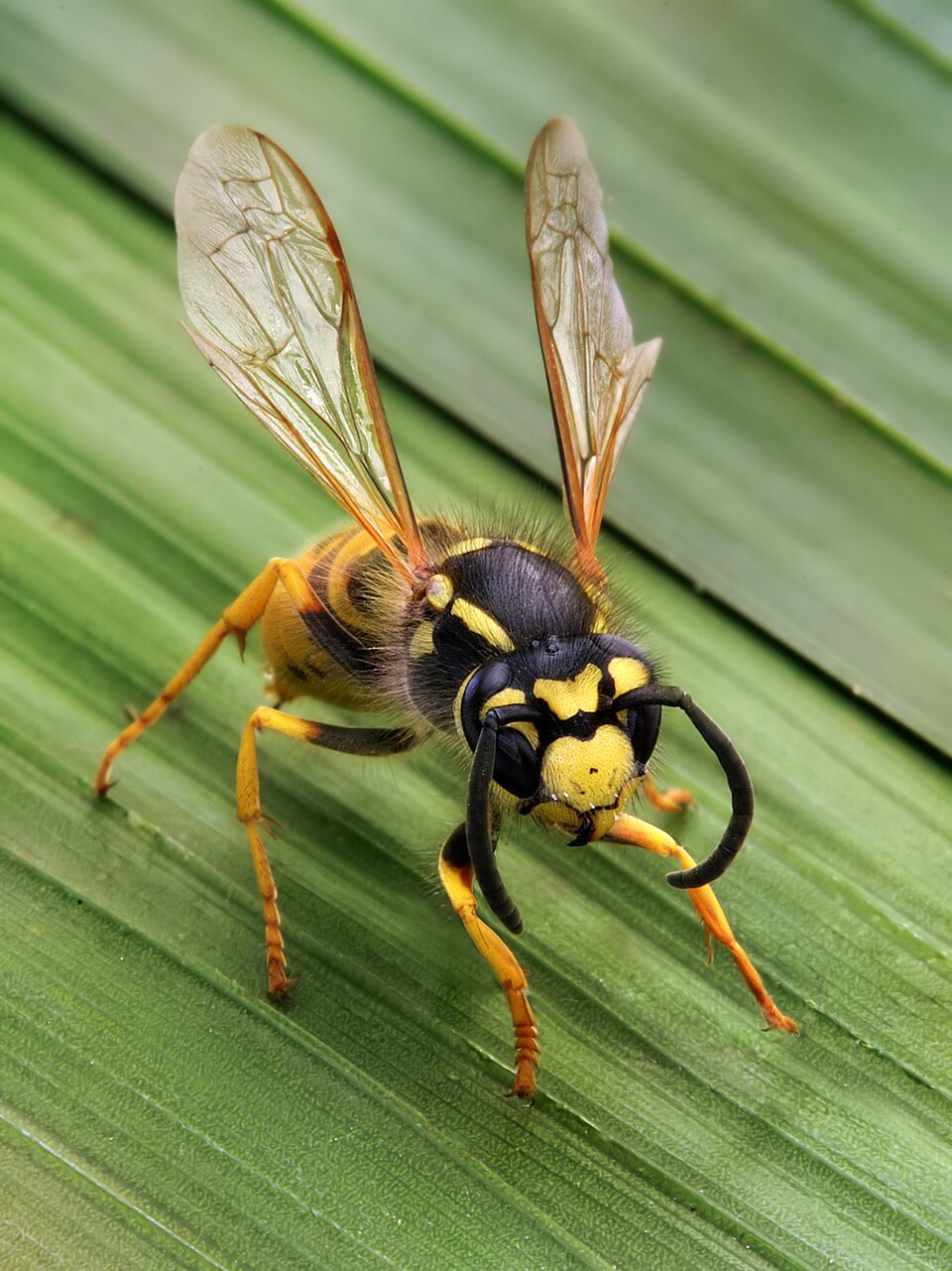 Wasp Removal